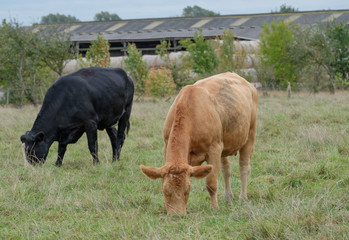 Young, adult rare bread Cow seeing grazing in long grass on a farm pasture. She is one of a heard of expectant Cows.