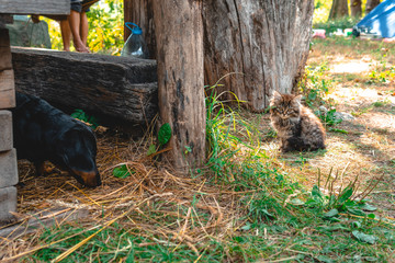 the black dog is interested in a small very cute kitten. concept of the relationship between animal dog and cat. play together