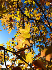 Liquidambar, commonly called sweetgum They were formerly often treated in Hamamelidaceae. They are decorative deciduous trees that are used in the wood industry and for ornamental purposes