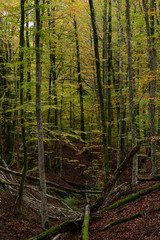 Obraz premium Autumn