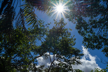 Fototapeta premium sun