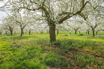 Fototapeta na wymiar Blooming fruit trees seen in a large orchard during a mild spring. Part of this vast orchard can be seen extending to the background, the fruits being used in commercial ingredients.