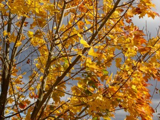 Sinais do outono na vegetação com queda de folhas nas árvores