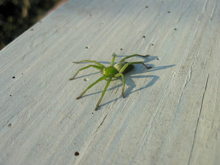 Aranha verde sobre tábua de madeira pintada.
