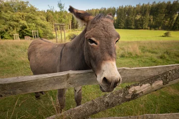 Tuinposter A donkey stands on the meadow in natural landscape. He looks over wooden fence into the camera. © Tanja Esser
