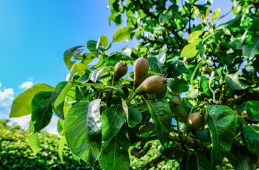 Young pear fruit seen in an English orchard whereby the fruit will be pressed into commercial cider.