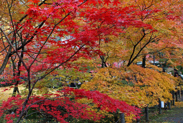 Autumn colorful leaves in Kyoto Japan