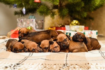 Eight newborn puppies, decorated christmas tree and New Year gifts
