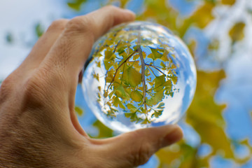 Hand eines Mannes hält Glaskugel in der sich gelber Ginkobaum im Herbst spiegelt vor blauem Himmel
