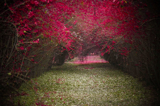 Camino de bugambilias en el bosque