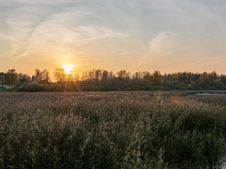 Obraz na płótnie Canvas picture with sunset over lake reeds