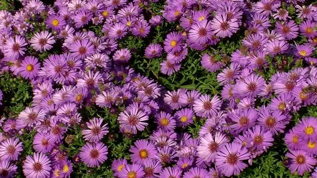 Lila Herbstastern in voller Bl&uuml;tenpracht (vertikaler Kameraschenk)
