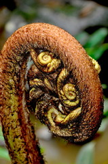 Hairy Fiddlehead Fern