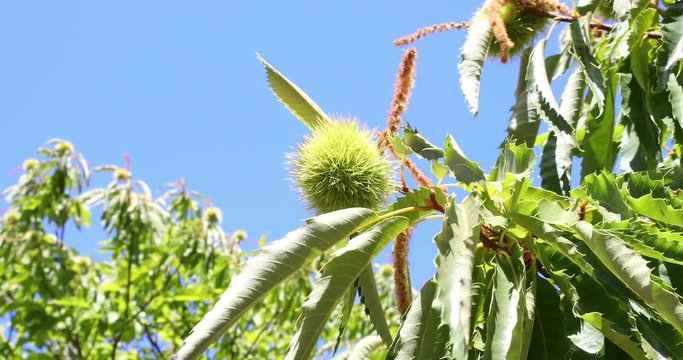 chestnut with pericarp with green leaves moving by the wind, and blue sky
