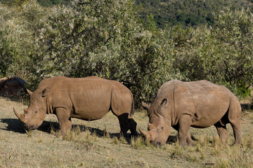 Obraz premium White Rhinceros in the Maasai Mara