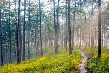 Fototapety  Spacer i wycieczka małym szlakiem w sosnowym lesie z pięknem natury i promiennym światłem o wschodzie słońca. Zdjęcie używane do reklamy, projektowania pomysłów, podróży i nie tylko