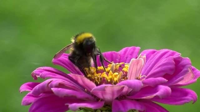 Eine Hummel saugt intensiv mit dem Saugr&uuml;ssel in einer pinken Zinnie Nektar