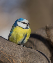 Eurasian Blue Tit (Cyanistes caeruleus) close-up