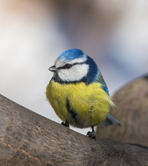 Eurasian Blue Tit (Cyanistes caeruleus) sitting on a branch