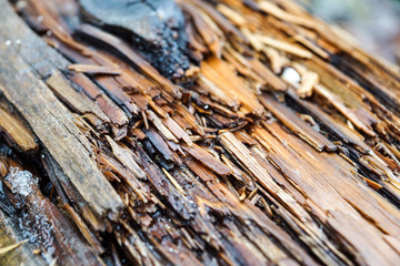 Tree bark texture background. Winter scene