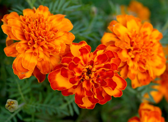 beautiful marigold flower with great combination of red, yellow and orange colour, blooming in summer evening.