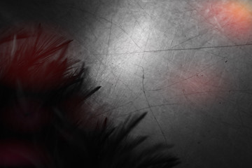 Beautiful abstract white and black feathers on darkness background and black feather texture pattern