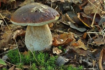 Gemeiner Steinpilz (Boletus edulis)