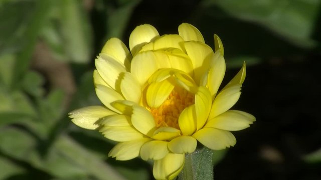Eine gelbe Ringelblume bewegt sich im Wind (Nahaufnahme)
