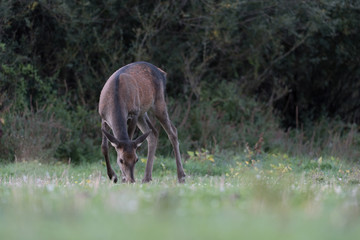 Obraz na płótnie Canvas Red deer female out of woodland (Cervus elaphus)