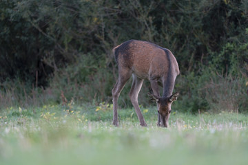 Naklejka na ściany i meble Red deer female out of woodland (Cervus elaphus)