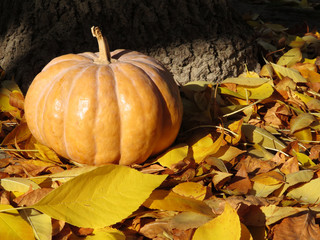 Halloween concept. Pumpkin on a pile of leaves. Pumpkin surrounded by fallen yellow leaves.