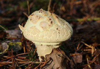 A Mushroom or Fungi growing out of the forest floor in the UK.