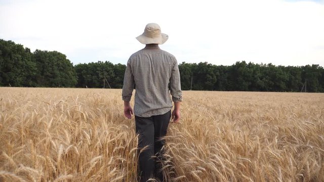 Young agronomist going through the barley field and exploring golden plantation. Male farmer walking among ripe wheat meadow and examining cereal harvest. Concept of agricultural business. Rear view