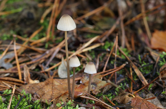 A group of tiny toadstool emerging from forest floor in the UK.