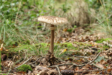 A large Parasol Mushroom, growing in woodland in the UK.