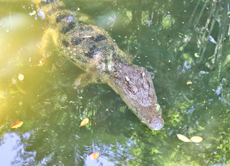 dangerous crocodiles in tropical animal park in asia in phuket