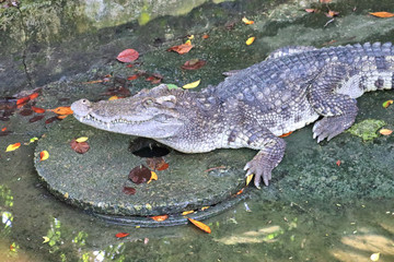 dangerous crocodiles in tropical animal park in asia in phuket