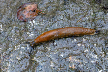 European red slug (Arion rufus) on wet underground, top view, high angle view and close-up