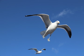 looking up at birds in flight against blue sky  