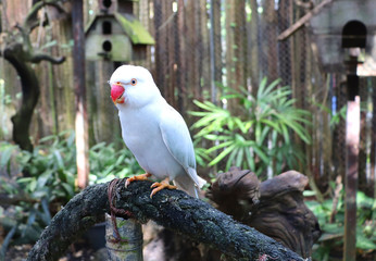 Colorful parrots in a tropical bird park in asia in phuket