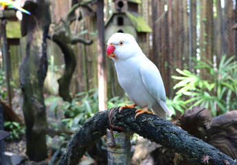Colorful parrots in a tropical bird park in asia in phuket