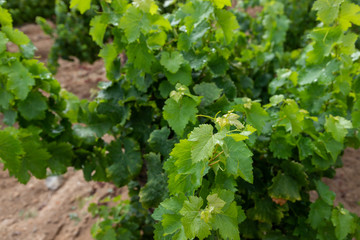 New leaves on a grape plant, red wine plant, grapevine