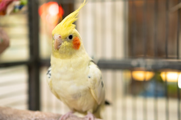 Detailed, shallow focus of an adult, mail Cockatiel seen in his opened cage. Details of this handsome bird, his yellow plumage and beak are clearly visible. Part of a breeding pair.