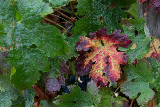 Grape plant with a sick leaf