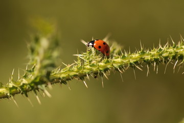 Marienkäfer
