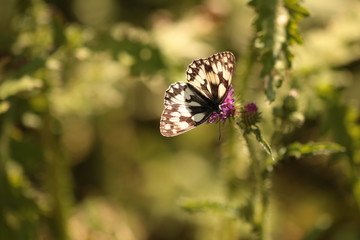 Obraz premium Schmetterling