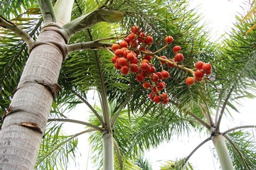 Betel palm on tree with the nature