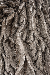 Tree barks pattern. Embossed texture of the brown bark of a tree with green moss and lichen on it. Expanded circular panorama of the bark of an oak.