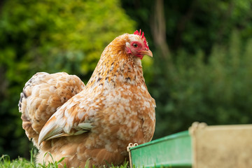 Peking hen chicken seen on a well maintained lawn in early summer. One of a pair, she is kept for her eggs and is free to roam the large garden. Seen next to an improvised feeding trough.