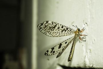 Dragon fly on Wall Night Dark Shot